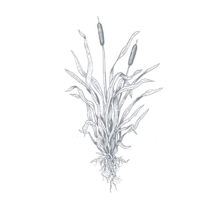 Among Barber’s suggestions for a sustainable diet of the future is to eat more wild plants, like cattails: you scrape and sauté their mossy skins in butter and lemon juice. They’re “like scrambled eggs—runny, rich, uncomplicated, perfect,” and the plant itself serves a noble purpose as a filter near precious water resources.