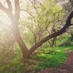 large tree next to a forest path