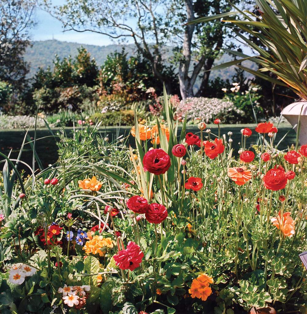 roses in a garden