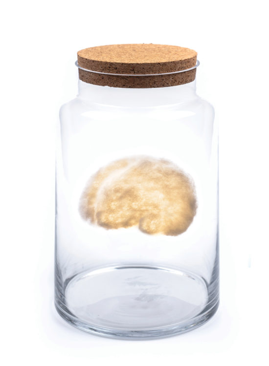 brain in a jar