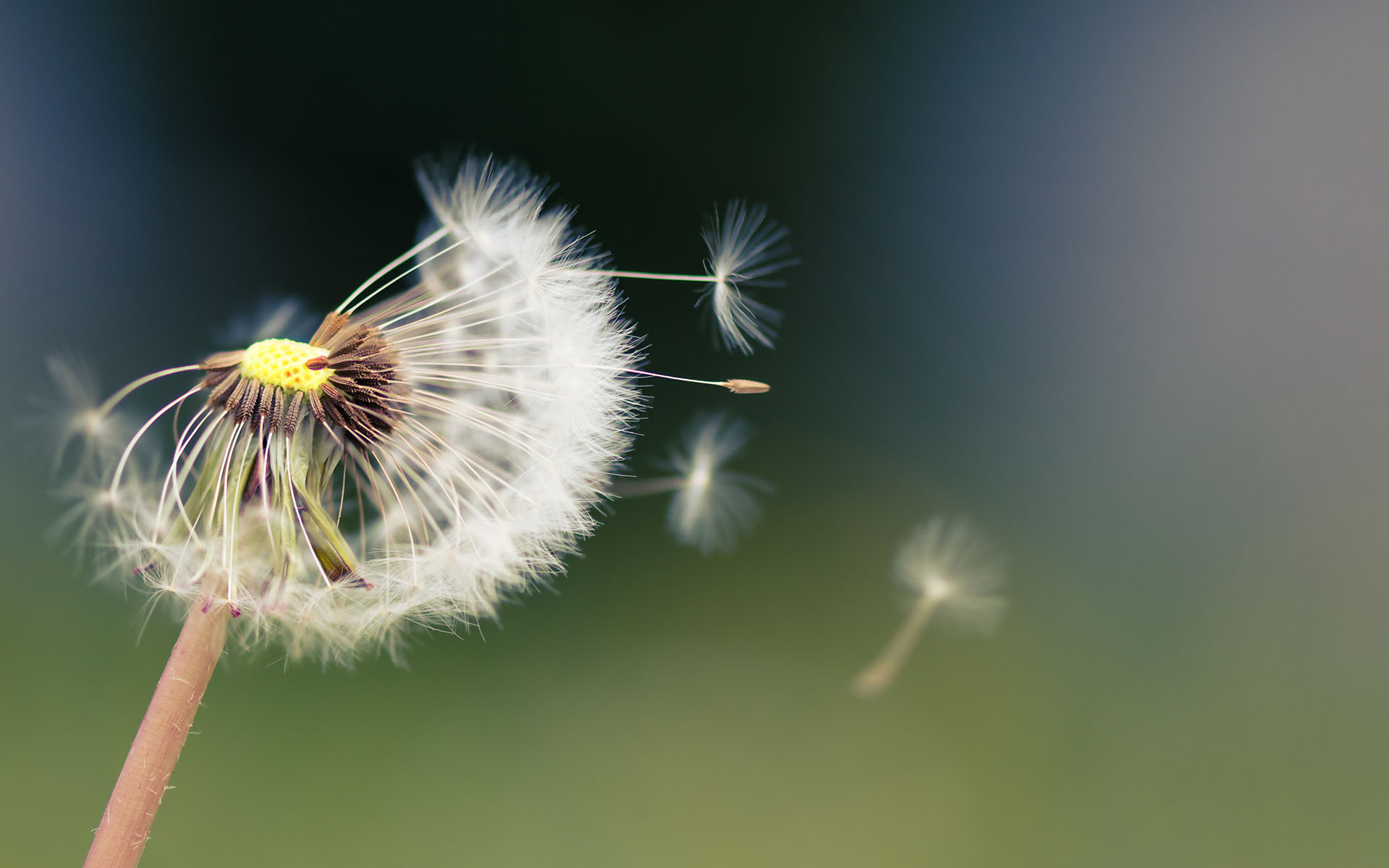 A Guided Meditation to Help You Let Go and Accept Change - A photo of a dandelion blowing seeds into the wind