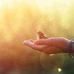 Learning the Light Touch of Allowing