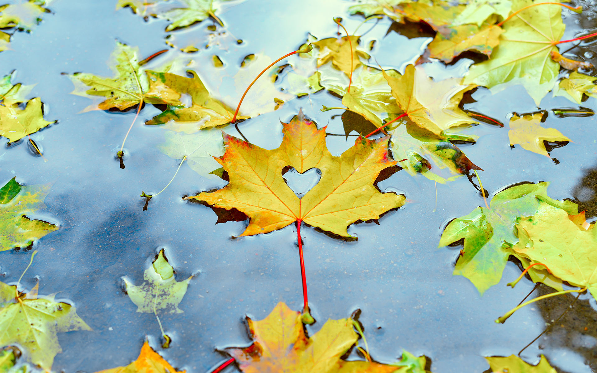 Loving-Kindness Meditations for Beginners - Image of autumn yellow maple leaf with cut out heart floating in a puddle amongst the leaves