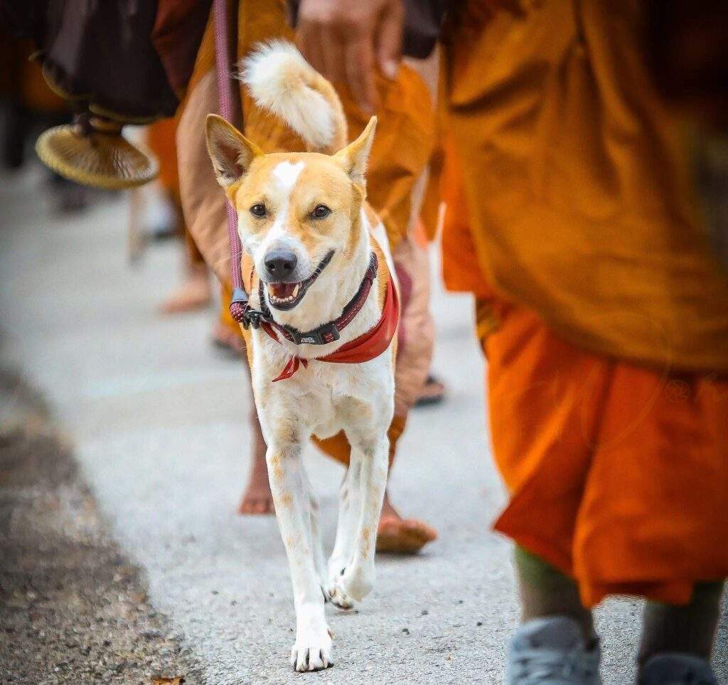 A happy dog with a red scarf joins the walk for peace as it strolls along the street among people dressed in orange.