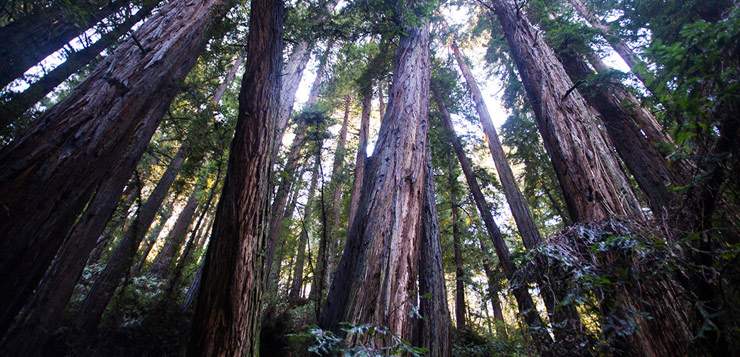 awe walk in Muir woods