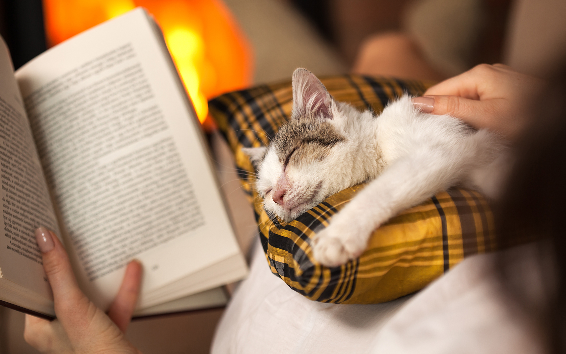 Woman reading by the fire and comforting her white kitten