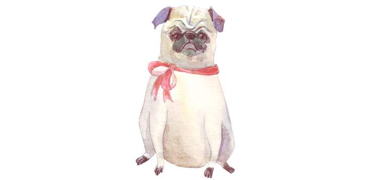 watercolor of grumpy dog, pug breed