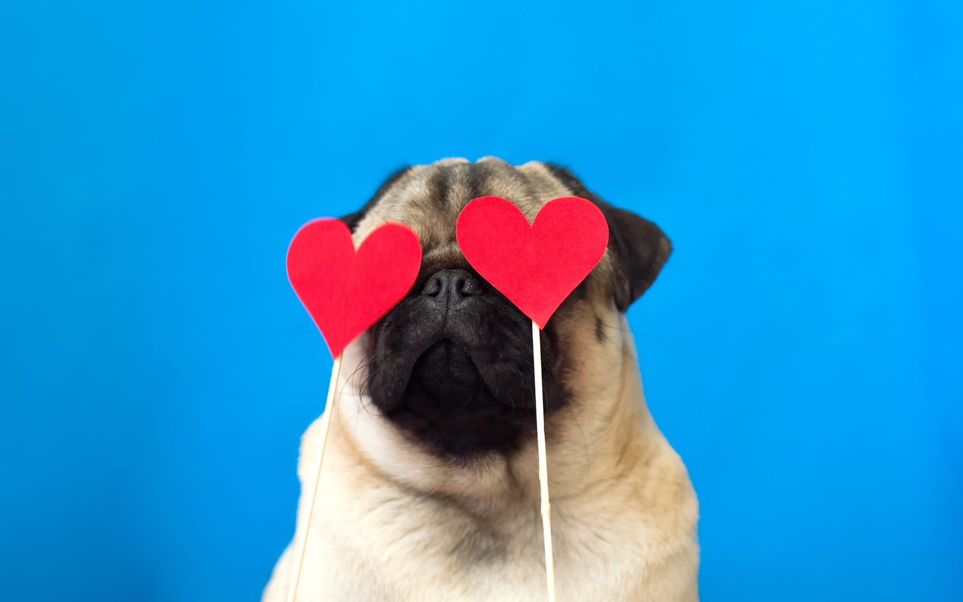 Good News: Our Emotions Aren't Set in Stone - Cute dog pug wearing red paper hearts on eyes. Strong love concept