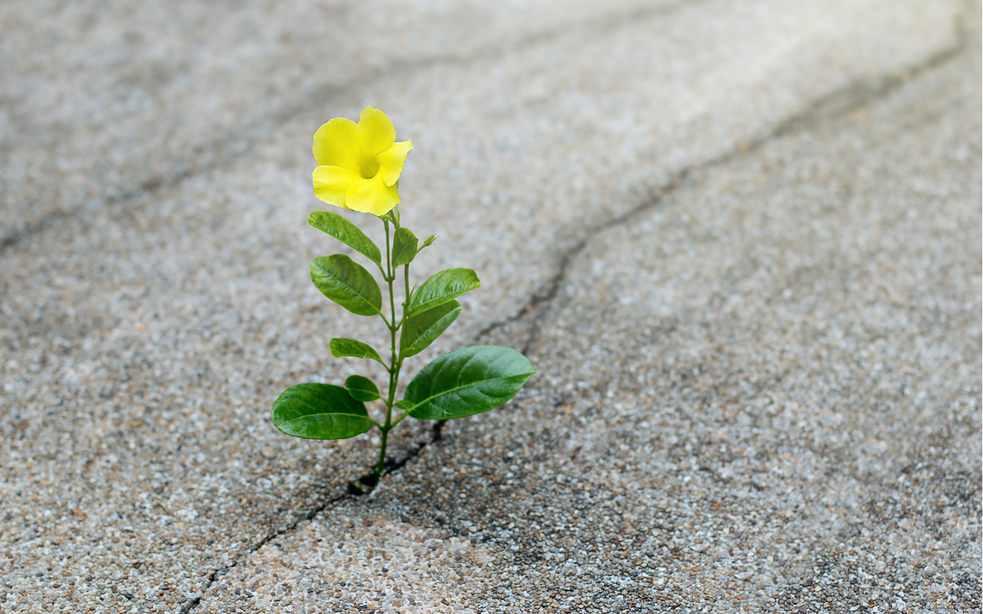 Image of a yellow flower growing up through a crack in pavement.