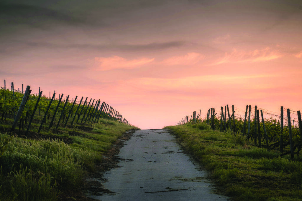 A narrow path between vineyards invites you to trust yourself as it leads toward a vibrant orange and pink sunset under a cloudy sky.