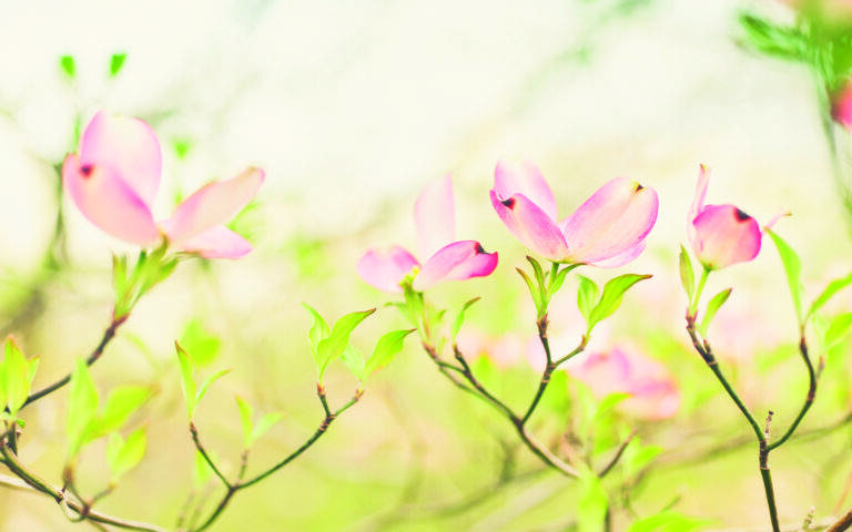 Mind As Spring Take a 3-Day Mindfulness Journey: 6 Practices for Spring - Mindful