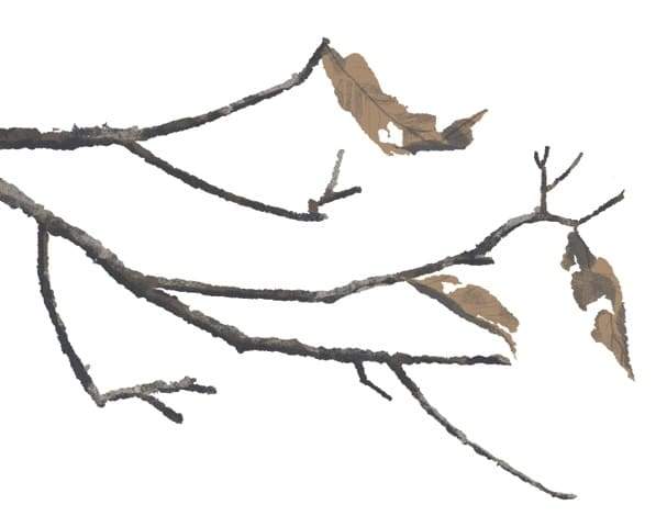 watercolor of tree branch