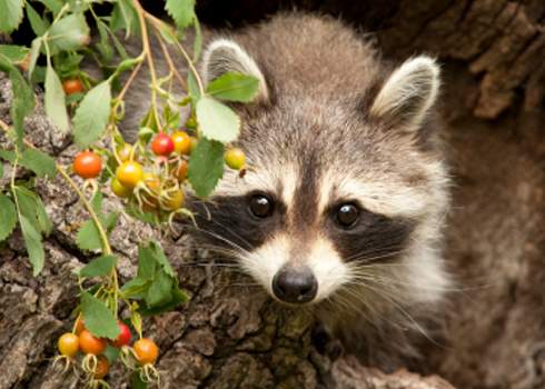 A raccoon with dark, mask-like markings around its eyes peeks out from a tree hollow. The raccoon is closely eyeing a cluster of red and yellow berries hanging from a branch nearby.