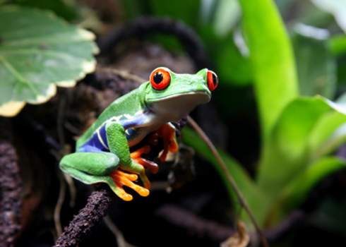 frog in rainforest