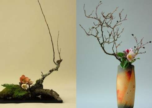 Japanese bonsai bonsai bonsai bonsai bonsai bonsai bon.