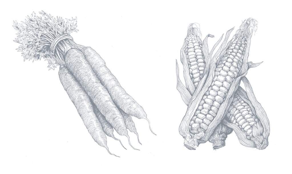 Sustainable food can be food rich in taste, Barber says. Carefully cultivated varieties grown in nutrient-rich soils are more deeply satisfying than mass-produced monocultures. At right: Mokum carrots with a 16.9 Brix score (a measure of natural sweetness; 12 is considered high) and eight-row flint corn, which dates to the 1600s and was highly prized for its flavor by Native Americans. Both are grown at Stone Barns.