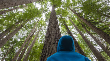How Awe Sharpens Our Brains Man looking up in a forest