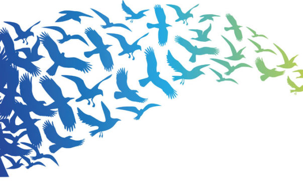 The Flighty Nature of Attention mindful attention