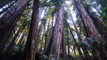 A Guided Awe Walk Meditation