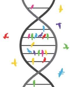 birds sitting on gene chain