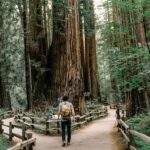 Find a Moment of Awe—in the Forest man walking through Muir Woods
