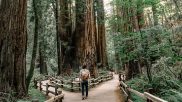 Find a Moment of Awe—in the Forest man walking through Muir Woods