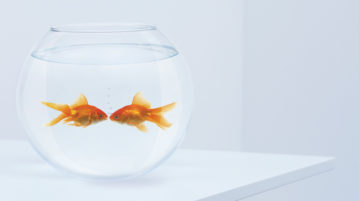 A 10-Minute Meditation on Love as a Practice two goldfish facing each other in fish bowl