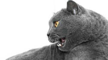 How Emotionally Self-Aware Are You? grey-haired cat hissing