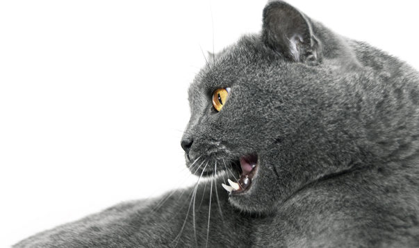How Emotionally Self-Aware Are You? grey-haired cat hissing