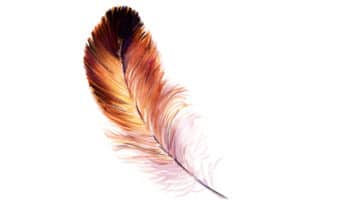 How to Hold Wants Lightly watercolor illustration of a bird's feather