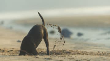 A 10-Minute Meditation to Work with Difficult Emotions dog digging on beach, head in sand