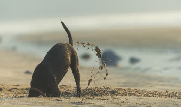 A 10-Minute Meditation to Work with Difficult Emotions dog digging on beach, head in sand