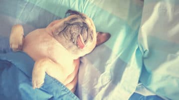 Senior Executives Get More Sleep Than Everyone Else Cute pug dog resting in the bed