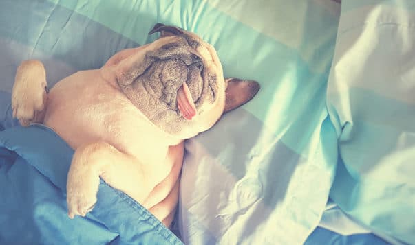 Senior Executives Get More Sleep Than Everyone Else Cute pug dog resting in the bed