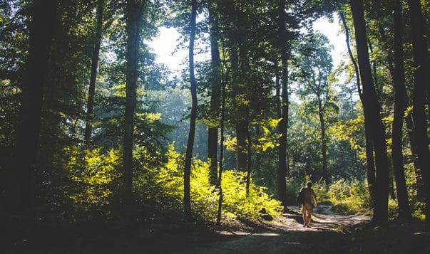 A Daily Mindful Walking Practice man walks through forest