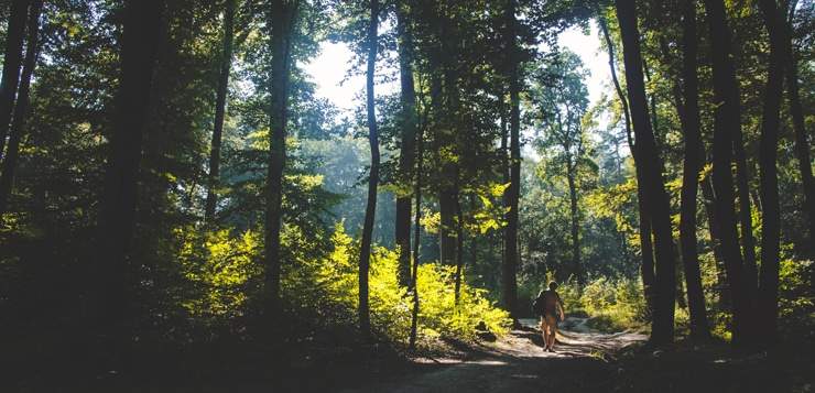 man walks through forest