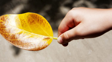 The ABCs of STOP: Three Short Mindful Breaks for Your Day child with leaf in hand